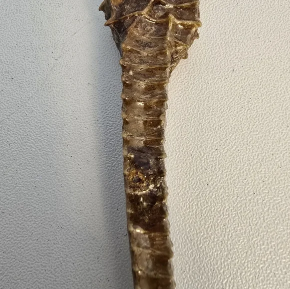 Vintage Taxidermy Seahorse Skeleton Natural Specimen 5" Hippocampus Erectus - Picture 5 of 14